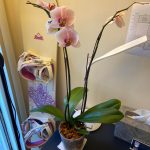 When Do Orchids Go Dormant
