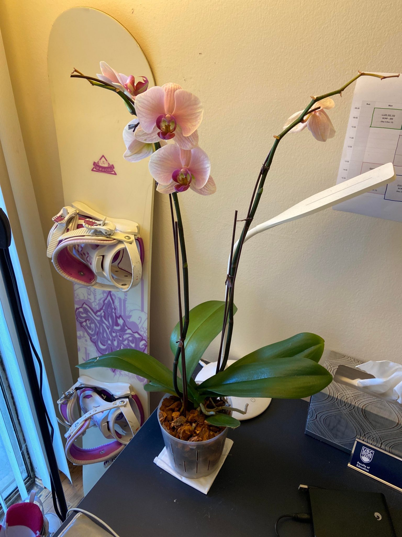 When Do Orchids Go Dormant