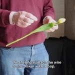 How to Wire Tulips