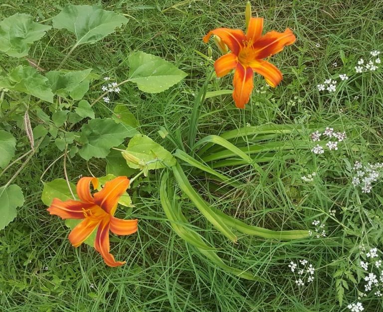 What Light Do Day Lillies Like