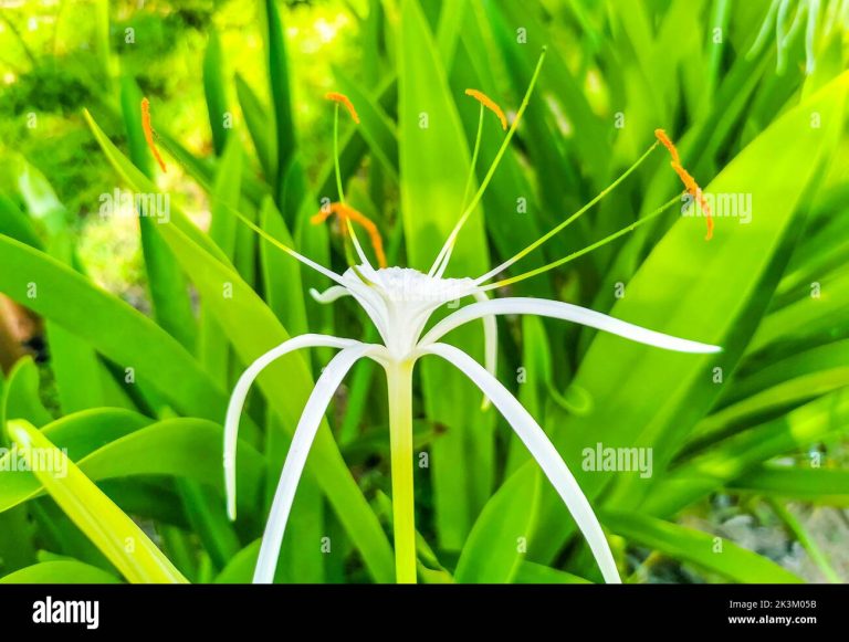 Do Day Lillies Roo from Cuttings