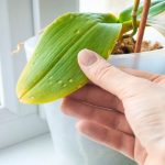 Why Do Orchids Leaves Turn Yellow at Tips