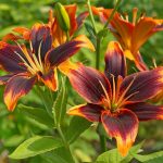 Can Asiatuc Lillies Tolerate Full Sun Hot Weather