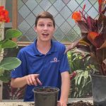 How to Bring in Canna Lillies