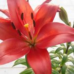 How to Care for Asiatic Lillies