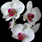 How Much Physan for Orchids