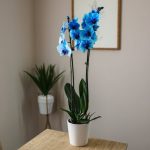 How to Color Orchids