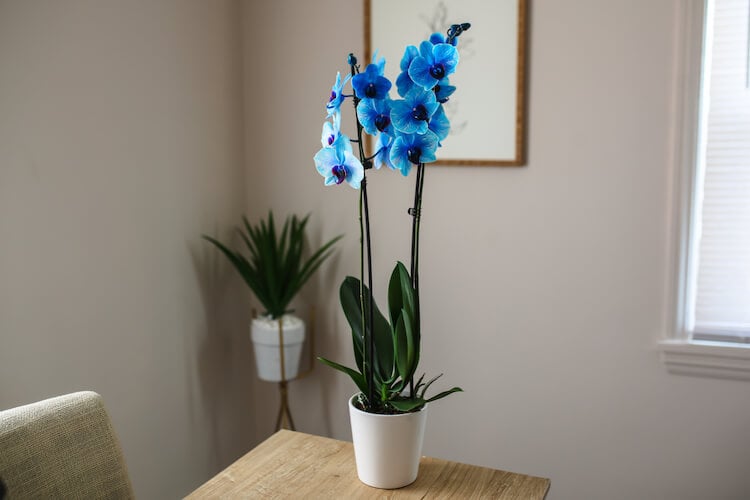 How to Color Orchids