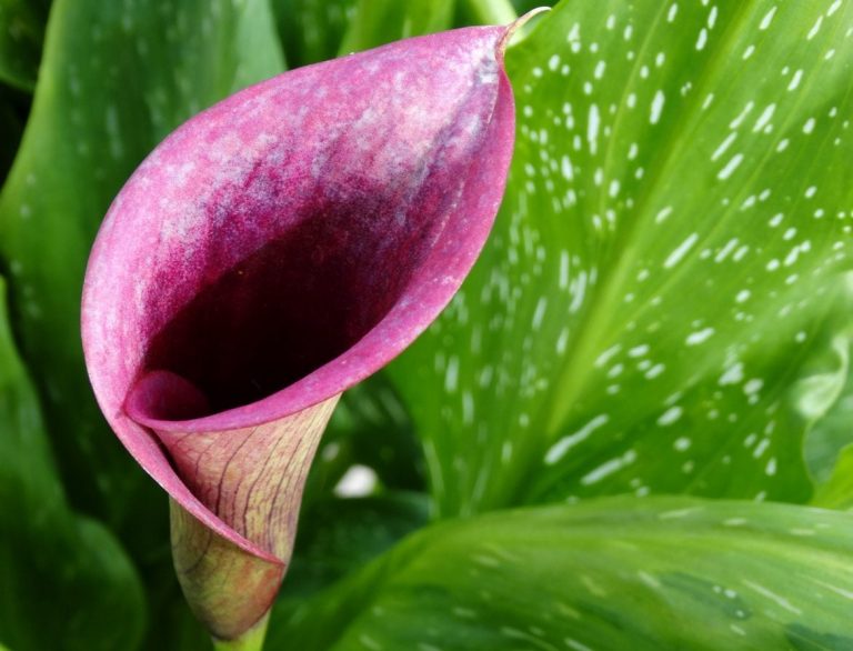 Are Calla Lillies Good Pond Plants