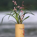 Are Cymbidium Orchids Fragrant