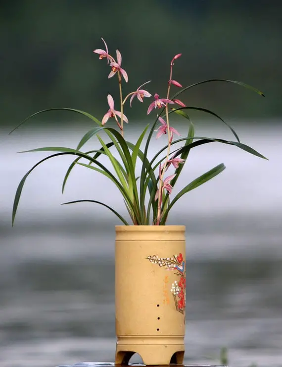 Are Cymbidium Orchids Fragrant