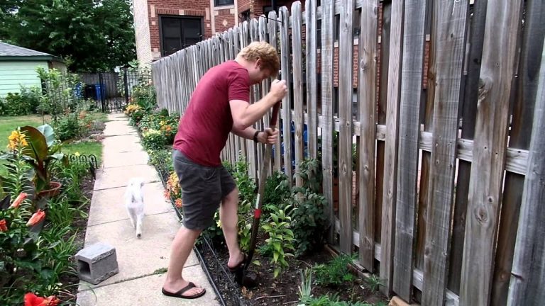 When Can You Transplant Lillies