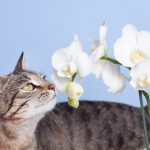 Are Orchids Edible for Cats