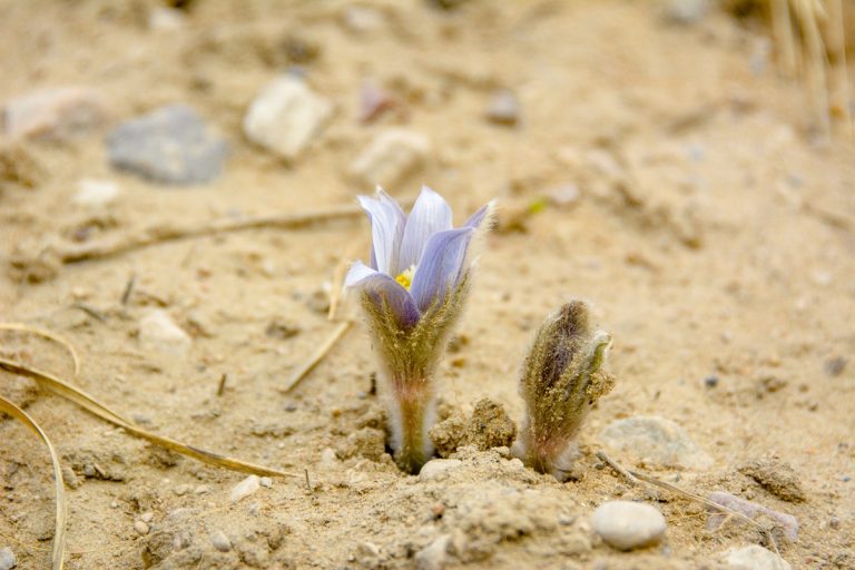 Are Crocus Orchids