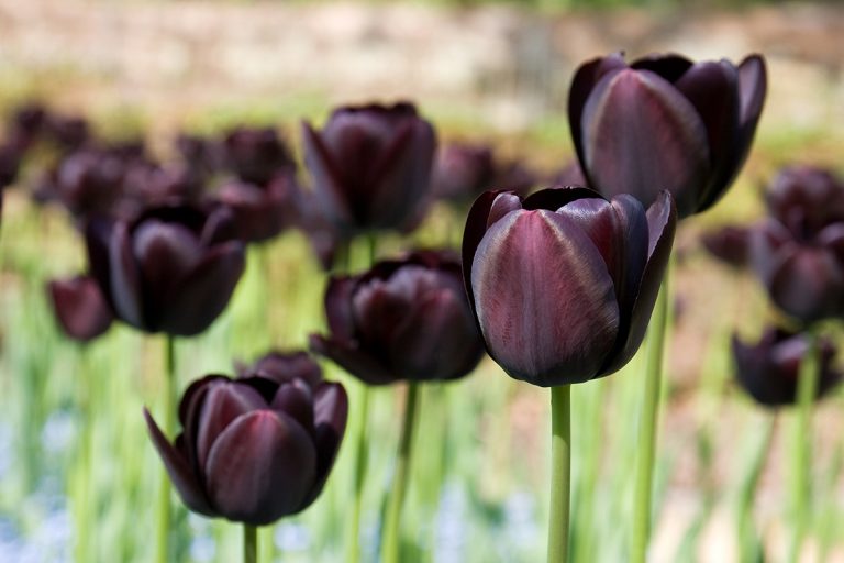 Are Black Tulips Real