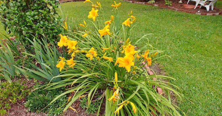 Does Cutting Day Lillies Hurt the Bulb