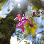 Can Orchids Burn under Led Light