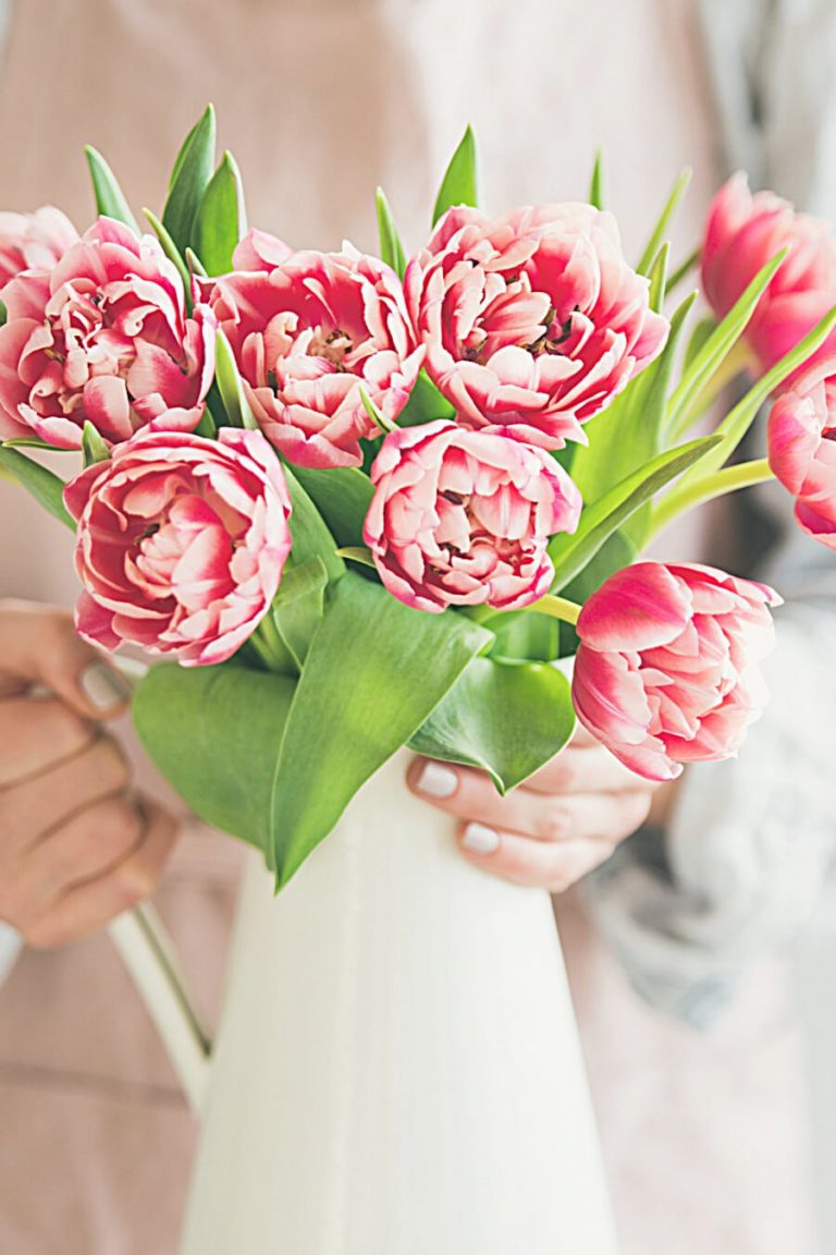 How to Care for Cut Peony Tulips