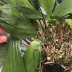 How to Get Rid of Aphids on Orchids