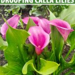Why Do Calla Lillies Droop