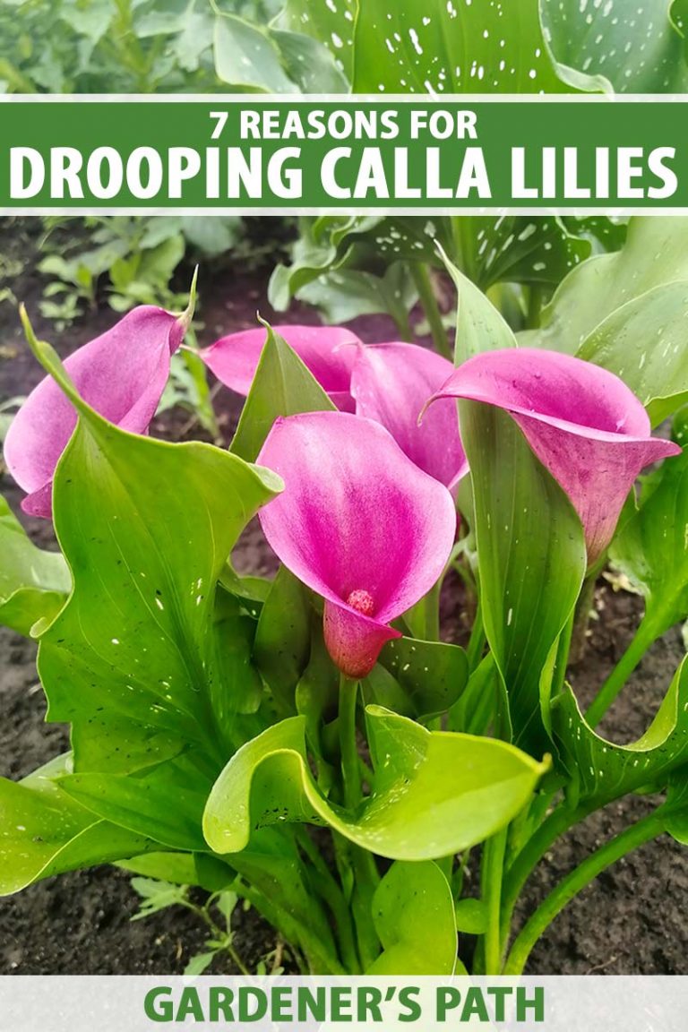 Why Do Calla Lillies Droop
