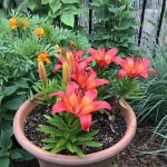 Can Asiatic Lillies Stay Out Over Winter