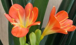 How Bush Lillies Propogate