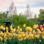 When to Plant Tulips in Minnesota