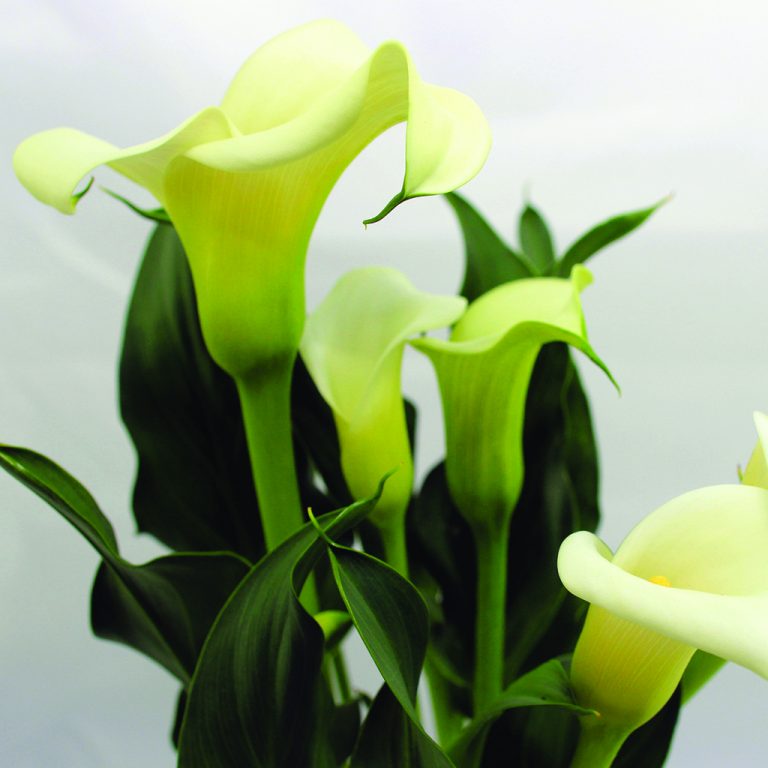 Do Calla Lillies Have a Fragrance