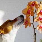 Are Orchids Edible for Dogs