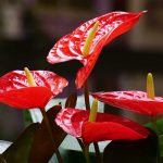 Are Anthuriums Orchids