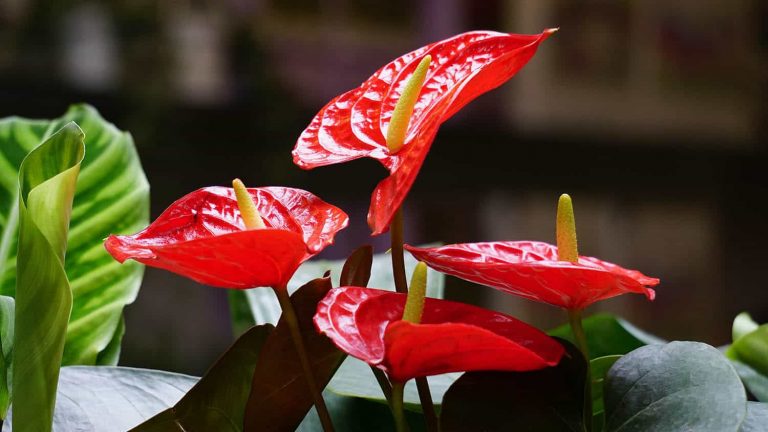 Are Anthuriums Orchids