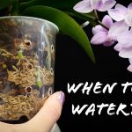 How Much to Water Orchids in Bloom
