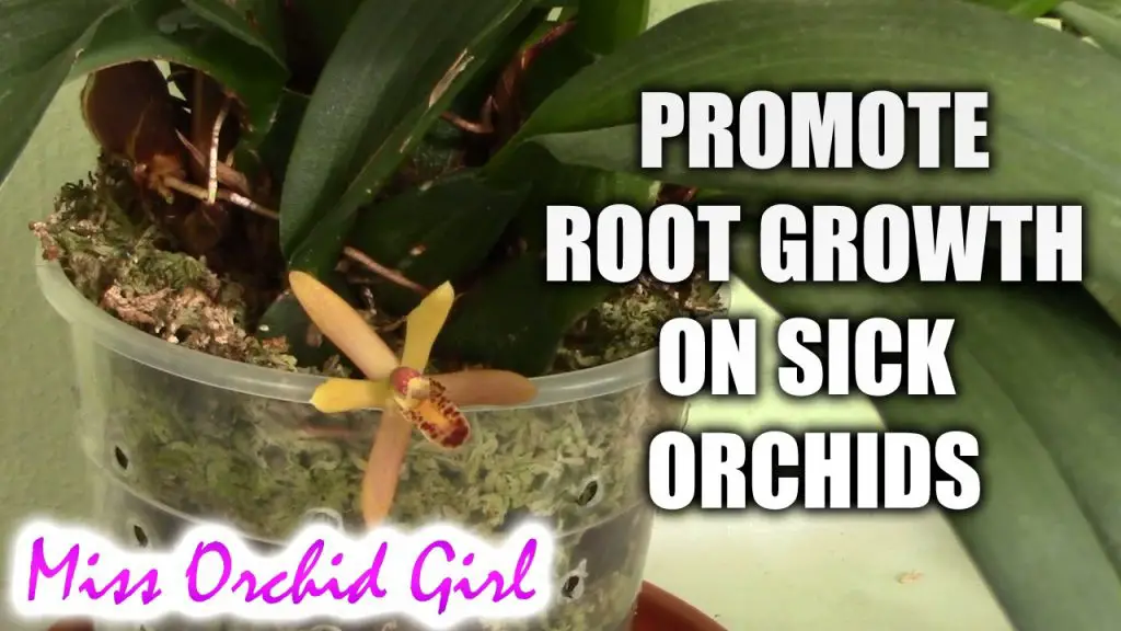 How To Grow New Roots On Orchids