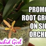 How to Grow New Roots on Orchids