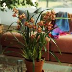 Are Cymbidium Orchids Easy to Care for