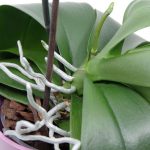 Why Do Orchids Have Air Roots