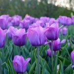 Are Purple Tulips Real