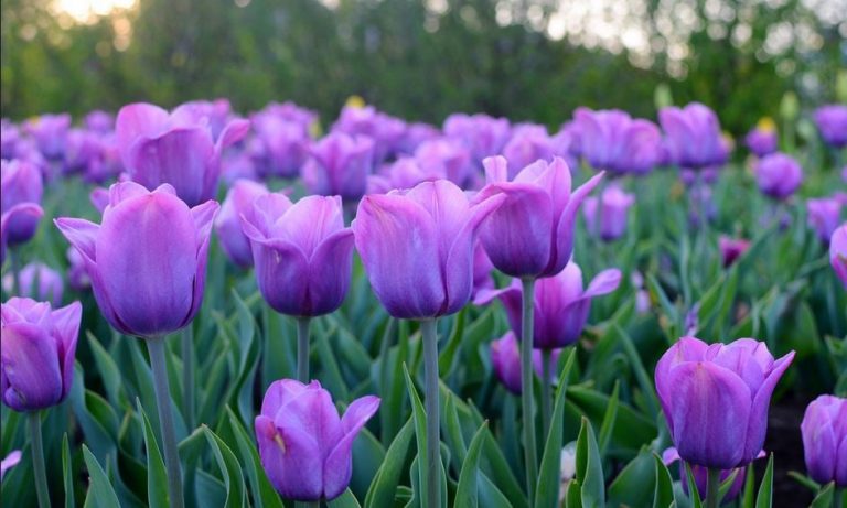 Are Purple Tulips Real