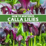 Can Calla Lillies in Cold Weather Outside