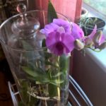 How Much Safer Soap Per Gallon for Orchids