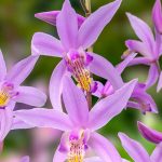 Are Ground Orchids Deer Resistant