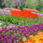 When to Plant Tulips in Kansas