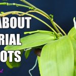How to Propagate Orchids from Aerial Roots