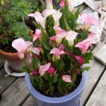 How to Store Calla Lillies for the Winter