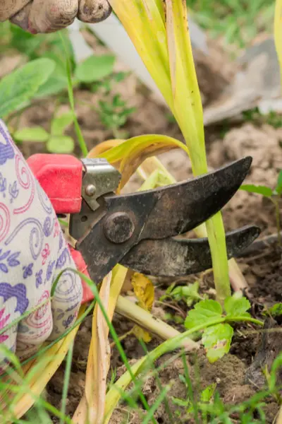 When to Cut Dead Tulips