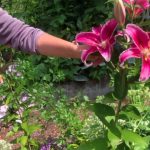 How to Harvest Lillies