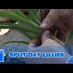 How to Split Lillies
