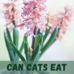 Are Tulips And Hyacinths Poisonous to Cats