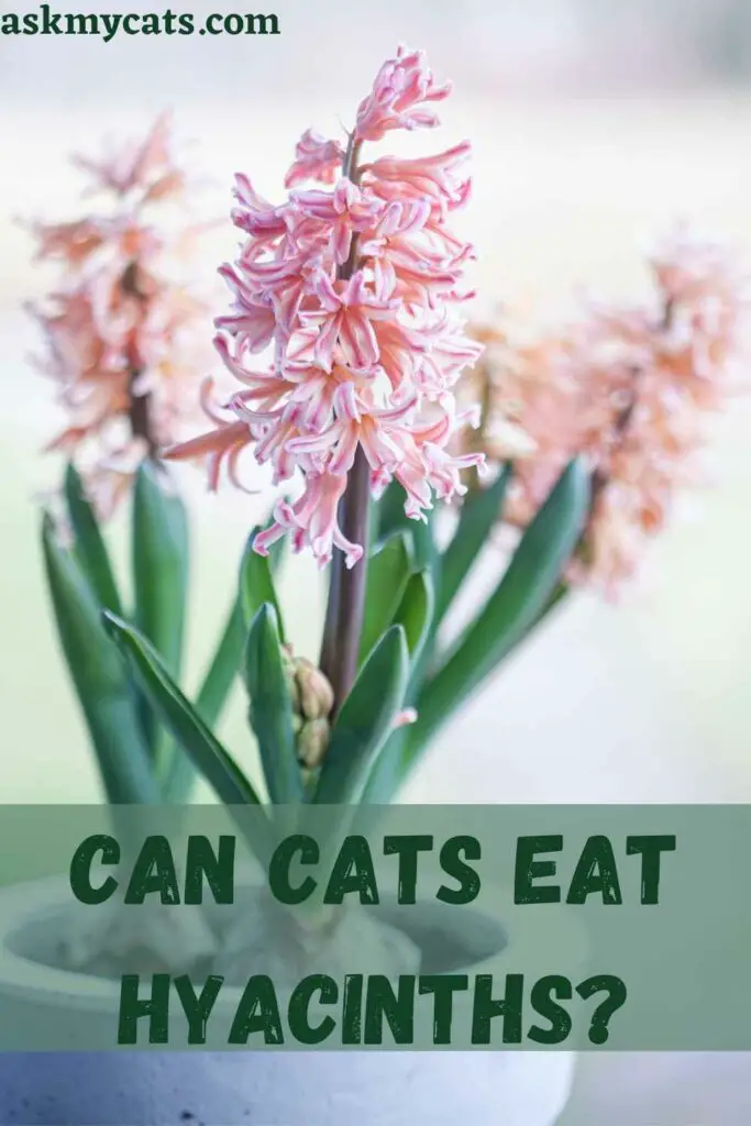 Are Tulips And Hyacinths Poisonous to Cats